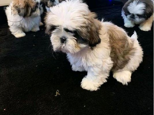 διαθέσιμο κουτάβι shihpoo
